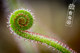 Carnivorous Plant--Harboredi Drosera