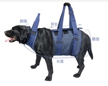 Elderly paralyzed dog standing assistance walking up and down stairs front legs and hind legs hand-held auxiliary harness for elderly dogs