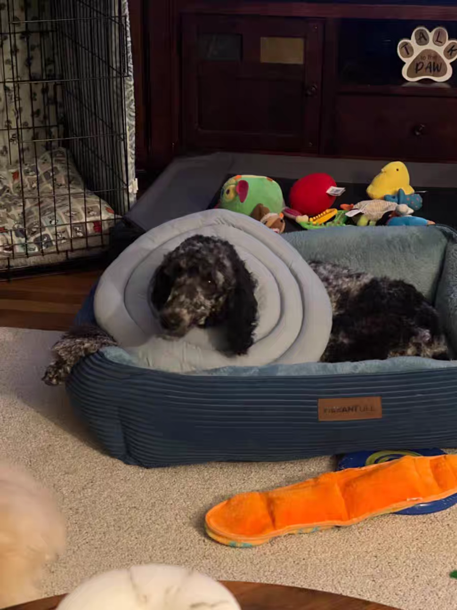 ПЭТ Элизабет 萨摩耶大型犬狗狗专用伊丽莎白圈大号防舔咬绝育超大脖圈头套金毛