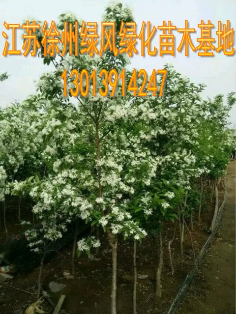 流苏树苗怎么选？2026年耐寒绿化树苗为何更看重&ldquo;老油根子&rdquo;与嫁接桂花本？