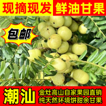 Fresh glycerin Jinzao persimmon sweet glycerin Chaoshan emblica freshly picked and grown emblica