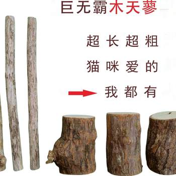 Cat molar stick mu tian polygonum stick soothes mood