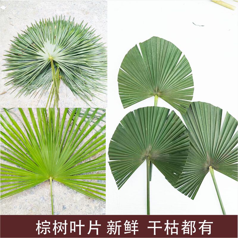 Palm Leaves, Tropical Green Plants, Bonsai Decoration, Dried and Fresh Real Leaves, Palm Rope Tied into a Bun, Palm Leaves
