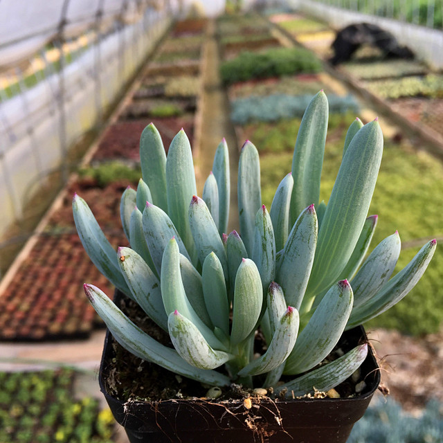 High-quality succulents for sale/blue pine orchid pine/office balcony green plants and flowers absorbing formaldehyde radiation-proof potted plants