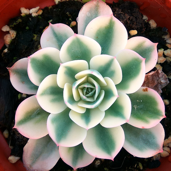 萱萱多肉植物热卖富士锦一物一拍凤凰锦玉蝶锦鲁氏锦吸甲醛防辐射