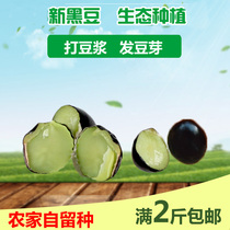  Small black beans green heart green core black beans 500g small grains raw black beans edible grains produced by Shandong farmers