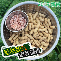 Raw peanuts with shells dried fresh peanuts original flavor bulk peanuts peanuts with skins 5 kg farm-grown
