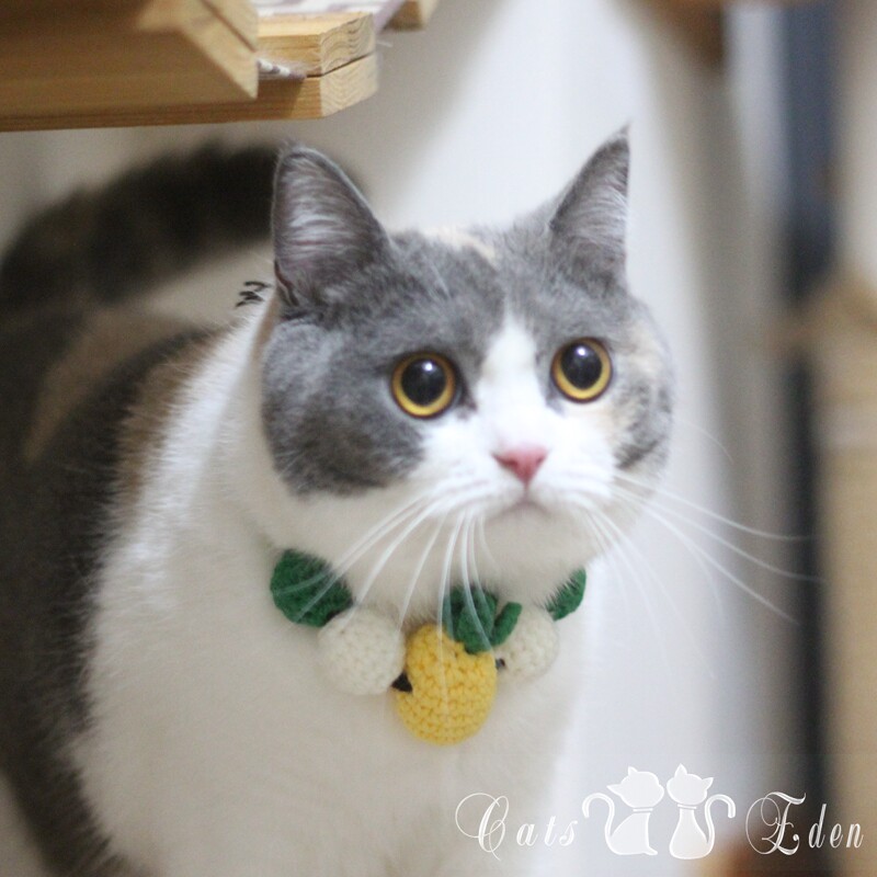 Pet Kitty Wool Thread Handwoven Necklace necklace Pinewood Necklace Hange Summer New Products Little Fresher Summer New Products-Taobao