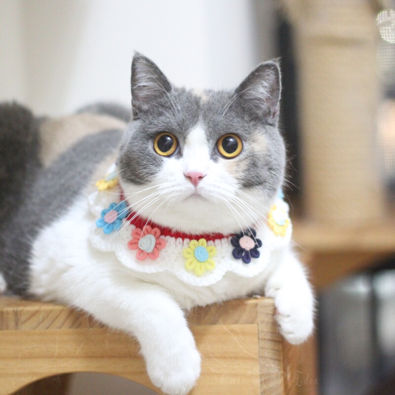 Pet New Kitty Five Colorful Plum Neckline Fake Collar Handmade Wool pooch Neck Water scarves around the mouth Lovely-Taobao