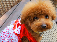 Quần áo cho chó mùa hè mỏng phần áo thun thú cưng Teddy gấu Xiongji búp bê Bomei trang phục cún mùa hè - Quần áo & phụ kiện thú cưng áo cho thú cưng
