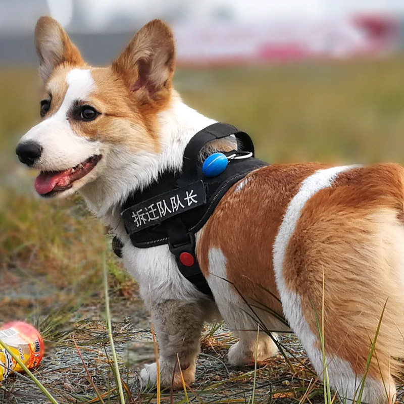 Dog traction rope Corgi method bucket small and medium-sized dog rope vest-style outing chest holding baby bag adjustable dog chain