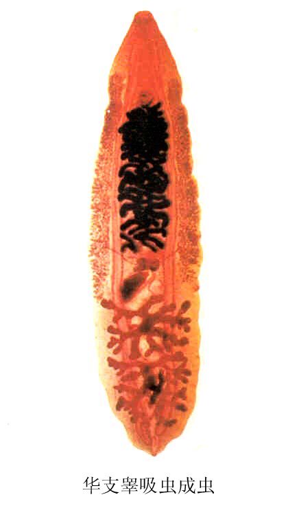 生物切片显微镜标本切片微生物寄生虫切片高教版医学院校教具器材