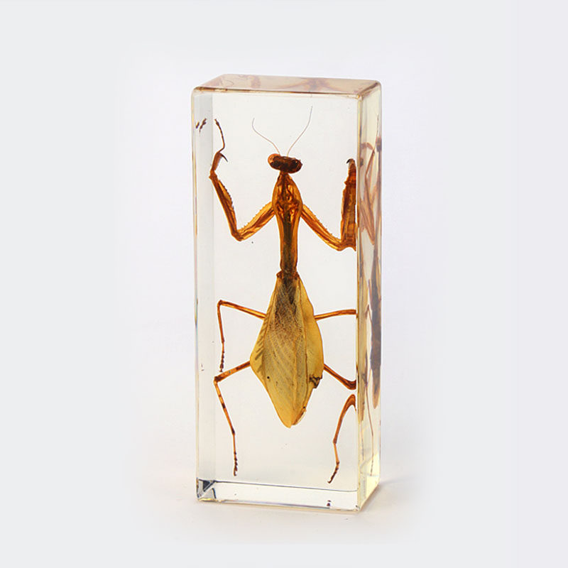 Swing Piece Home Craft Gift Swing Accessories Artificial Amber Book Town Adornment Specimen Resin Teaching Aids School Season Classmates Gifts