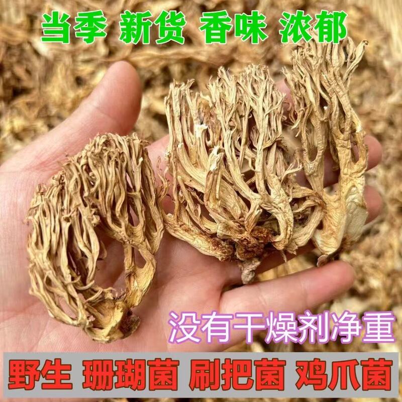Yunnan Wild Coral Mushroom Broom Mushroom Fresh Dry Goods Wild Mushroom Stir-Fried Dragon Claw Mushroom Antler Mushroom Soup