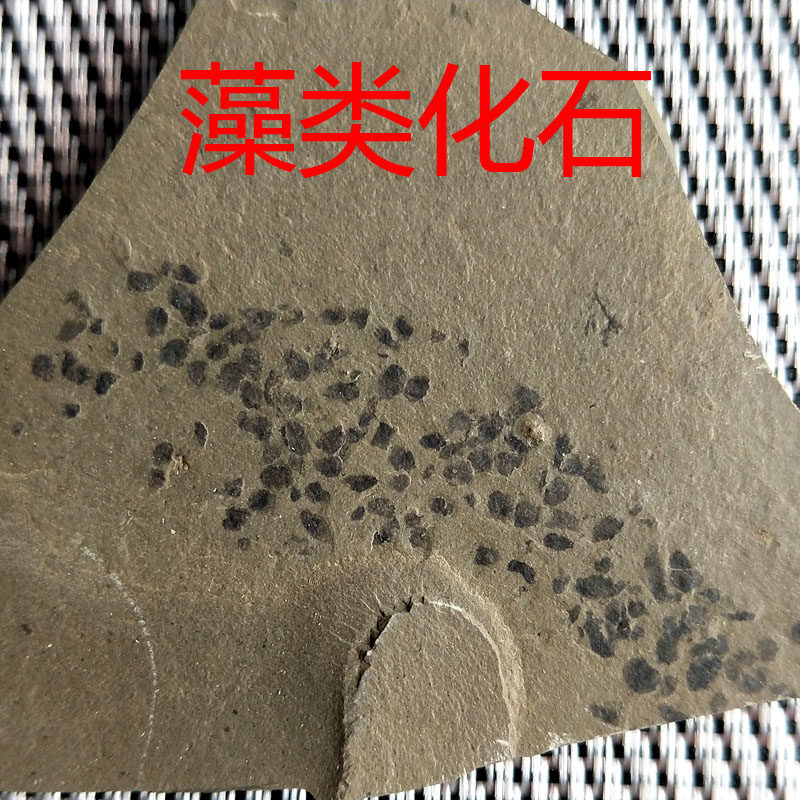 Cambrian non-trilobite fossils and algae fossils (popular science specimen 1)