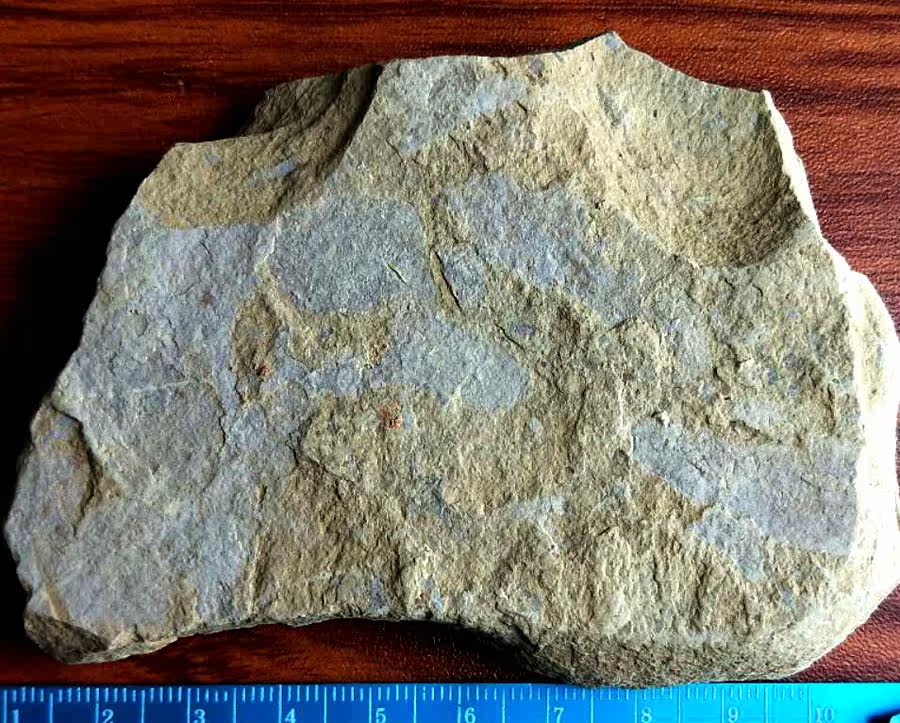 The fossil of non-trilobacare in the cold wu discipline is not clear fossil (teaching specimen 1)