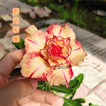 Meet the rose edge double-petal desert rose new product (bright spring) flower appreciation root and root tuber plants