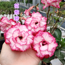 Meet rose edge double-petaled desert rose new flower want to Rong] Enjoy the flowers Enjoy the root root succulents