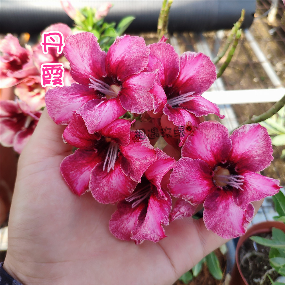 Meet Rose single valve Desert Rose New (Danxia) to enjoy a bounty of roots and a lot of meat plants