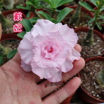Meet rose edge double-petaled desert Rose new product Dai Fei] Enjoy flowers and root succulents