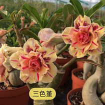 Meet the rose edge double-petal desert rose new Pansy] Appreciation of flowers and roots and roots of succulents