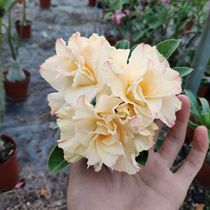 Meeting rose double-petal desert rose Golden Dragon] Appreciation of flowers and roots of succulents