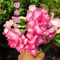 Rose edge double-petal desert Rose new pink crystal] Flower appreciation Root succulents