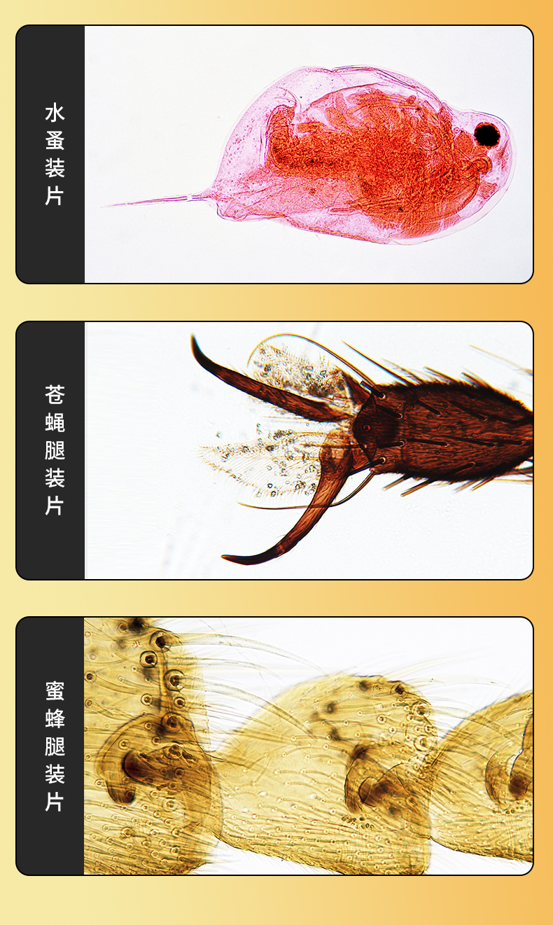 德国 bresser 儿童专业显微镜 可连手机 图9
