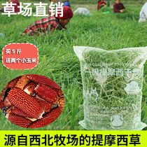 2021 New tender Timothy Grass 500g Northern Timothy Rabbit Grass Food Dragon Cat Grass 5 Jin