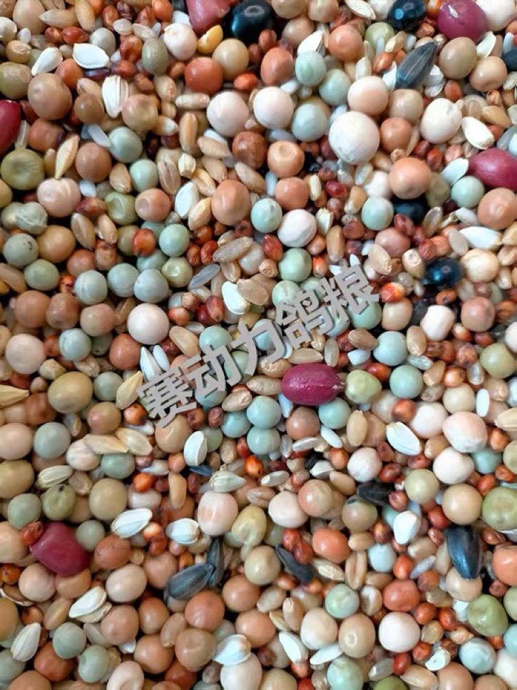 Racing power pigeon grain corn-free young pigeon grain brooding feed racing pigeon carrier pigeon ornamental pigeon grain bird food 50 catties