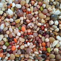 Race power Yukon small grain spray vortex feed Sying pigeon grain No corn No peas 50 catty Geon Young Pigeon Grain