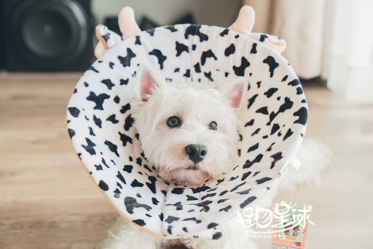 Elizabeth Circle Dog Khử trùng / Nhiễm trùng vết thương Đặc biệt Chống trầy xước 舔 Siêu thoải mái khi ngủ - Cat / Dog hàng ngày Neccessities