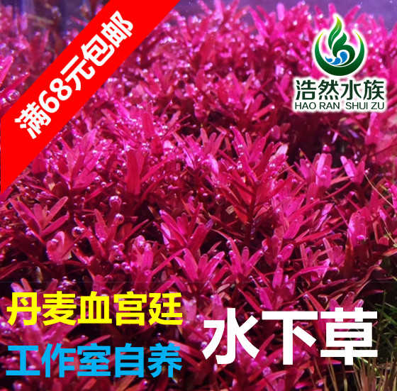 丹麥血宮廷紅宮廷水下草中後景草真水草浩然水族滿包郵