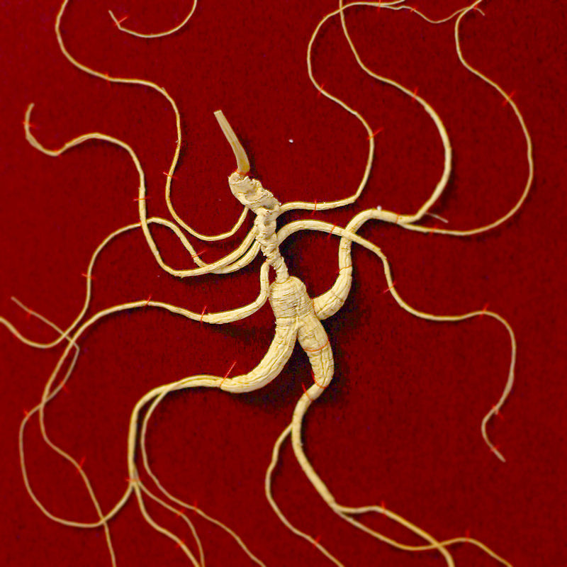 National Inspector General Baishan Fresh Wild Ginseng Northeast Three Moving Forest Ginseng Wild Ginseng Life Gift Box new Year Goods for the New Year