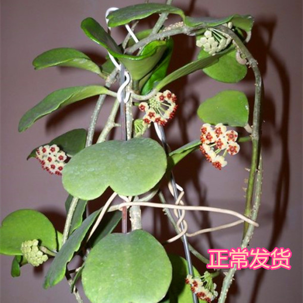 室内盆栽花卉 爬藤植物 心叶球兰花盆栽 心叶球兰苗一颗包邮