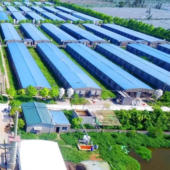 鹌鹑养殖基地