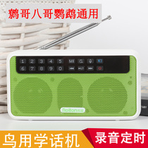 Brother learns the phone the Parrot Bird uses the learning machine to repeat the recording and training the speaking dialect the brother thrush the bird