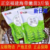 Chenyi Tale of kelp tender seedlings official flagship store fresh crisp salted small kelp seedlings hot pot cold mix