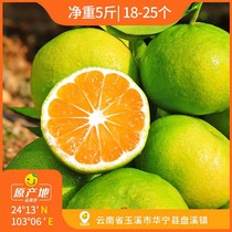 Chenyis words Huaning tangerine 5kg of Yunnan fresh fruit