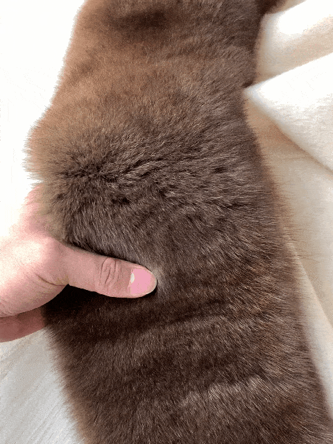 IMG_3727.mp4.gif