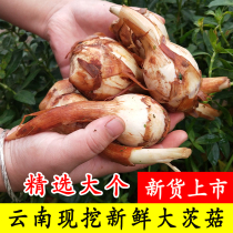 Yunnan farmers wild arrowhead mushrooms fresh white mushrooms white horseshoe buds freshly dug vegetable seedlings big arrowroot mushrooms