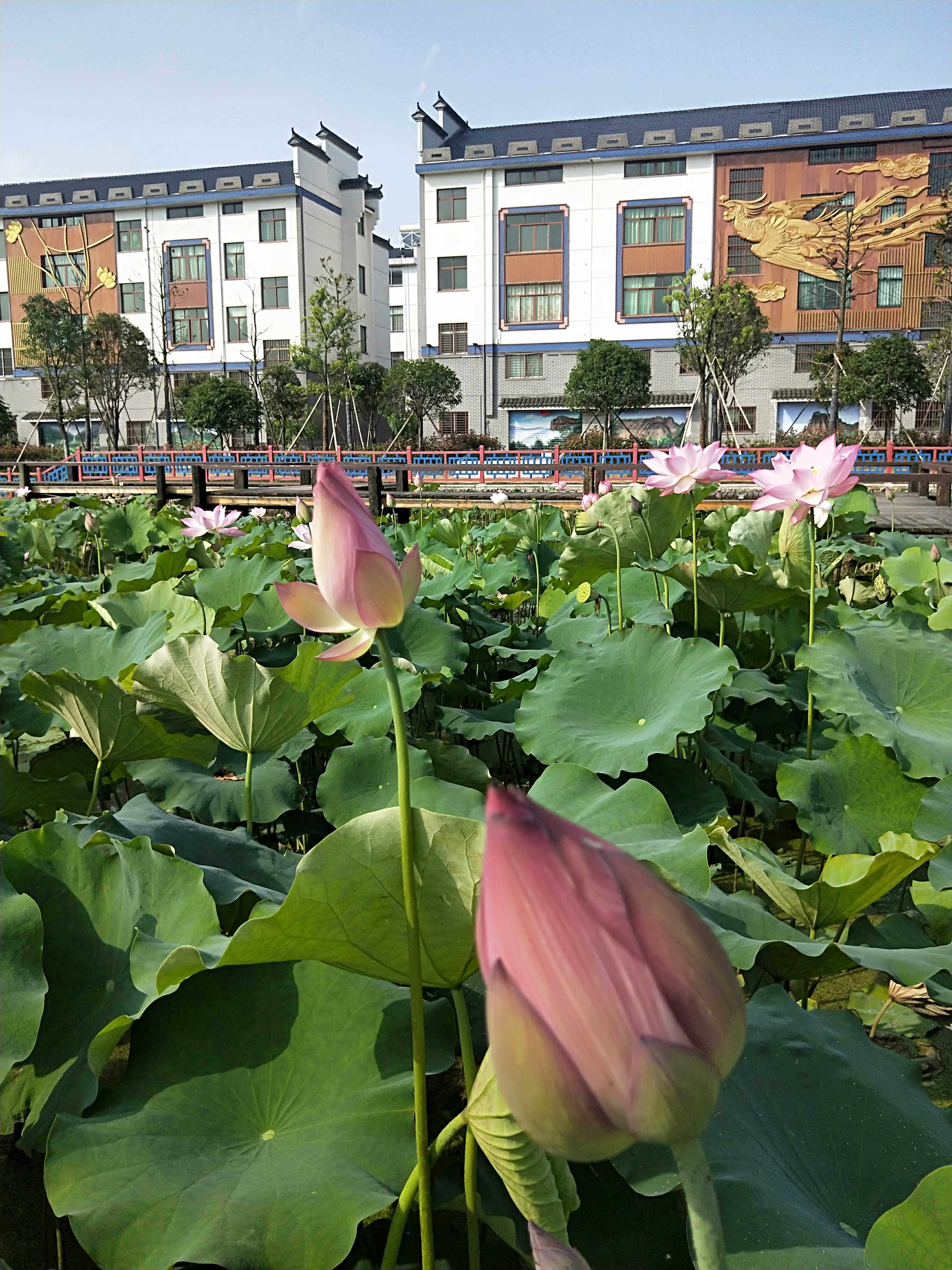Wu Yi Shuan Lotus Fresh Flowers Lotus Flowers Watch Lotus Fresh Day picks up buds 10 flowers