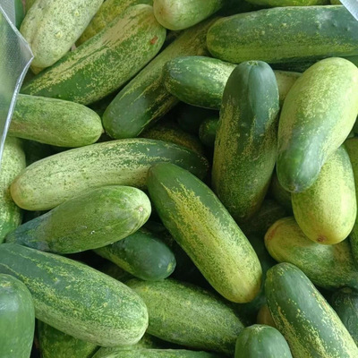 Старый сорт огурца Дэхун, Юньнань, высокогорное плато, тонкая кожица, хрустящие сладкие фрукты, огурец, овощи для беременных, свежий огурец