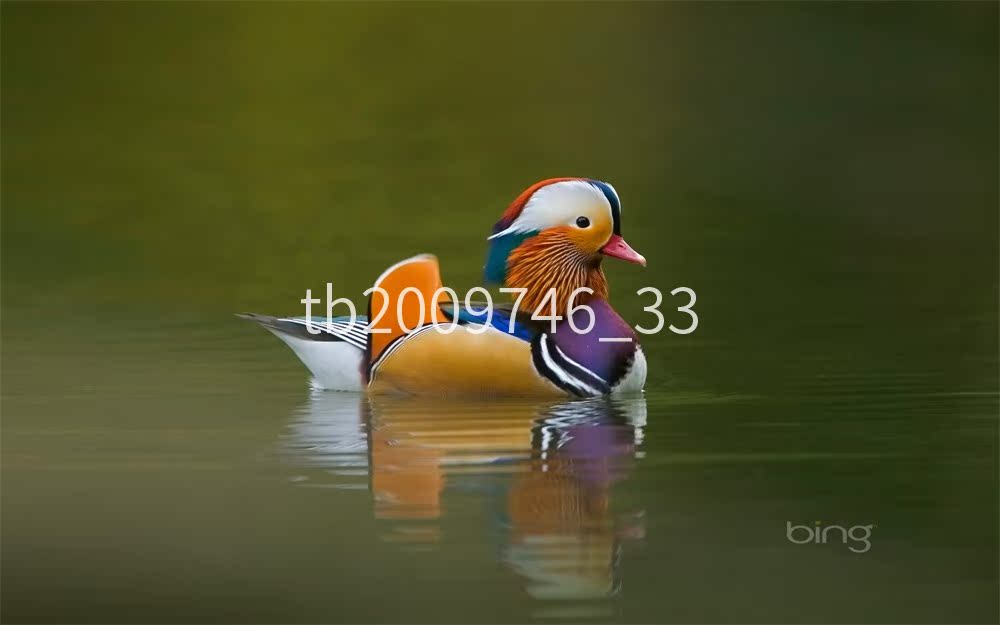 New picture photo postcard printing various sizes national delivery 06a011