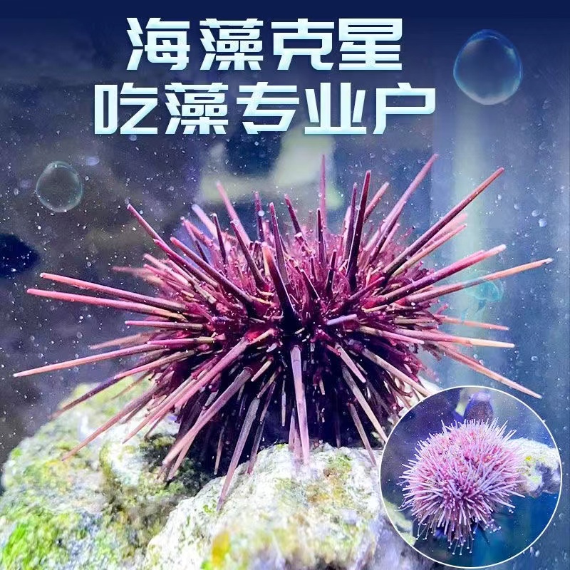 蓝礼服海胆：彩色短刺活体，打造梦幻海水鱼缸新宠！✨