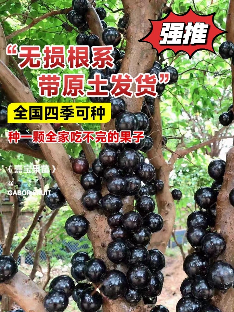 正宗台湾树葡萄嘉宝果树苗为何被誉为“甜过初恋”？适合南北种植吗？-果树种子种苗-淘宝好物网