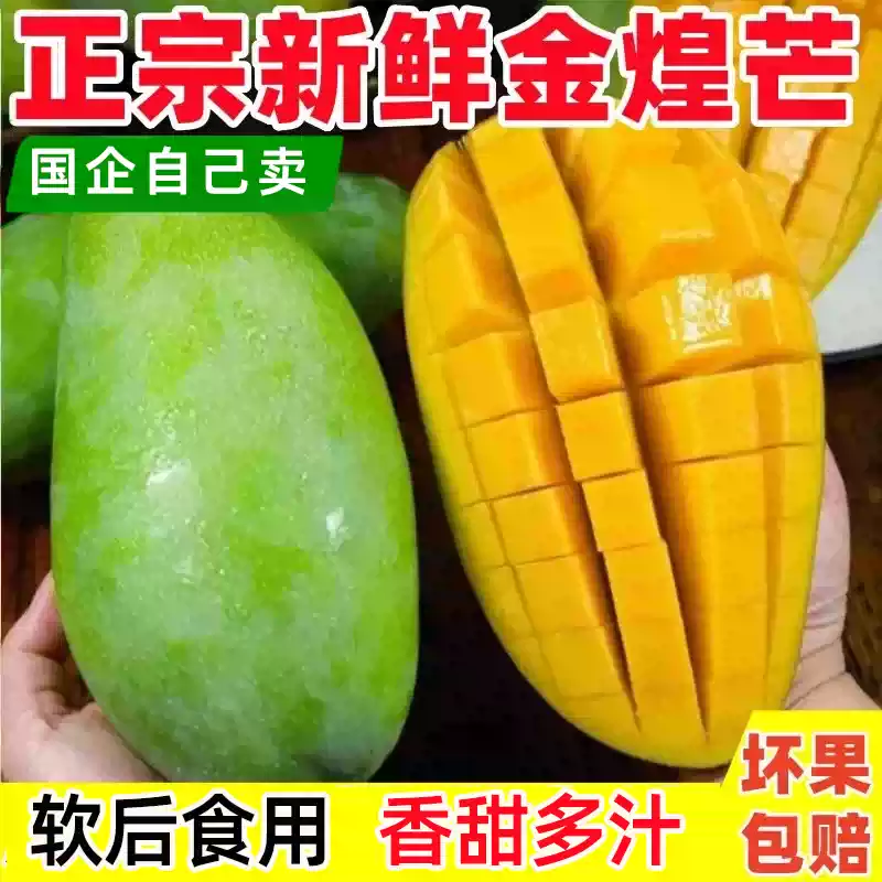 金煌芒4.5斤！！！！！