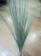 Mô phỏng Sậy Dog Tail Cỏ Hoa Sắp xếp Hoa chống thực Hoa Trang trí phòng khách Trang trí nội thất Trang trí hoa khô Đạo cụ chụp - Hoa nhân tạo / Cây / Trái cây cây lựu giả