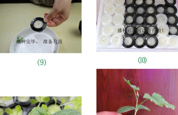 Người mua may mắn, rau thủy canh, làm vườn, trồng, trồng, giỏ trồng, phù hợp với miếng bọt biển, đường kính tròn, 60 mm chậu trồng cây