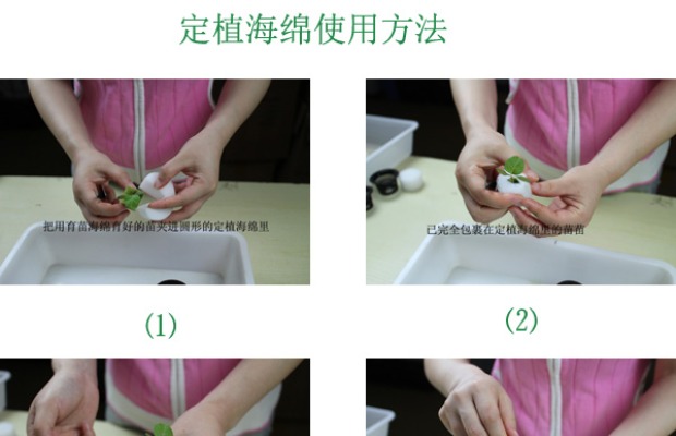 Người mua may mắn, cây thủy canh, rau, làm vườn, trồng trọt, bông tròn, 3, giỏ cố định, miếng bọt biển phù hợp, 44 mm vòi nước tưới cây